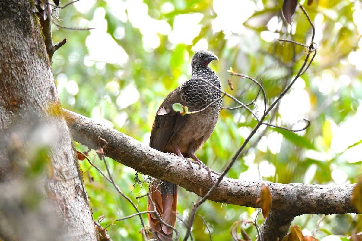 Colombian Chachalaca - ML636625406