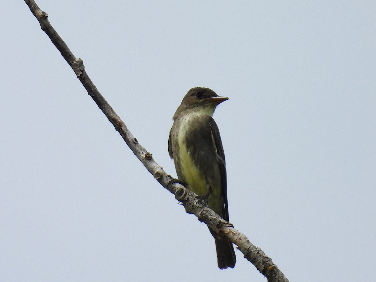 Olive-sided Flycatcher - ML636625516