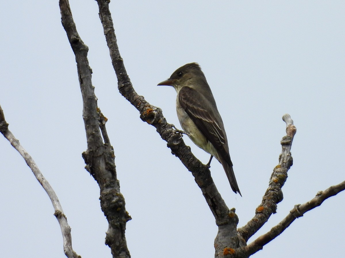 Olive-sided Flycatcher - ML636625517