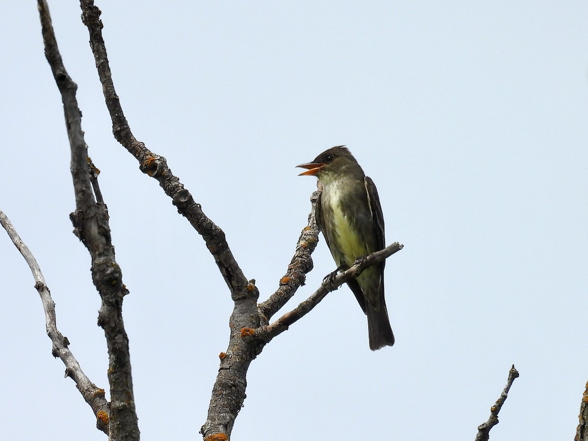Olive-sided Flycatcher - ML636625518