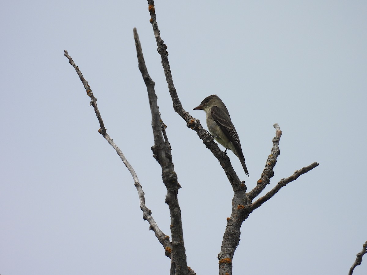 Olive-sided Flycatcher - ML636625521