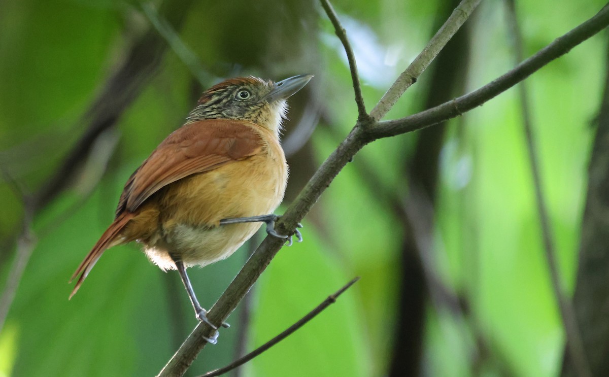 Barred Antshrike - ML636625565