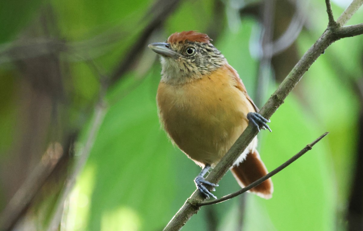 Barred Antshrike - ML636625575