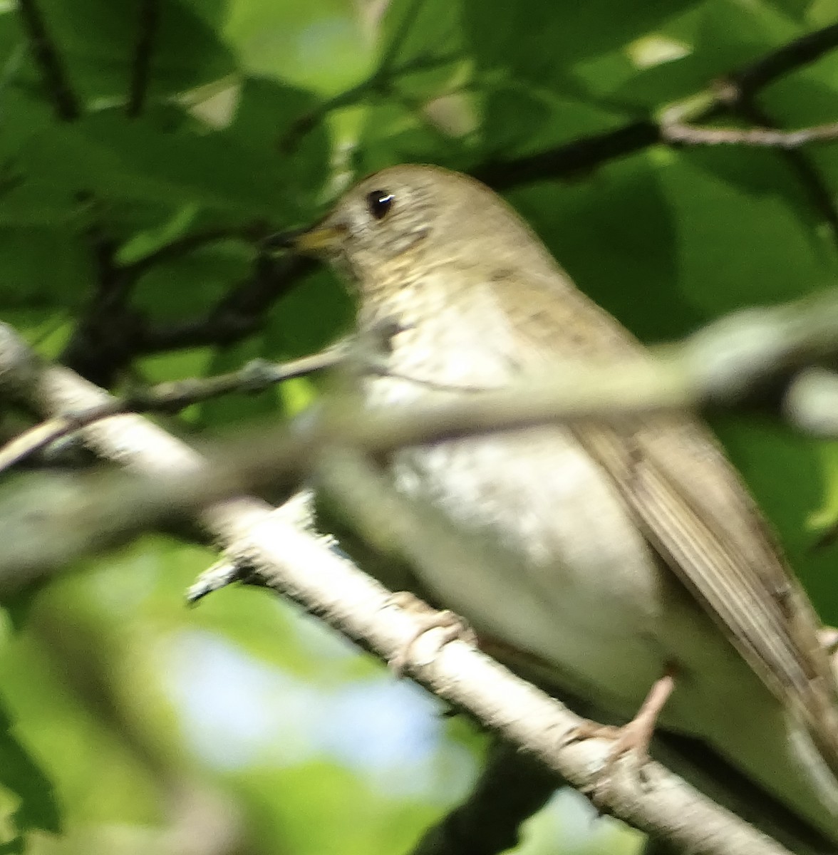 Gray-cheeked Thrush - ML636625589