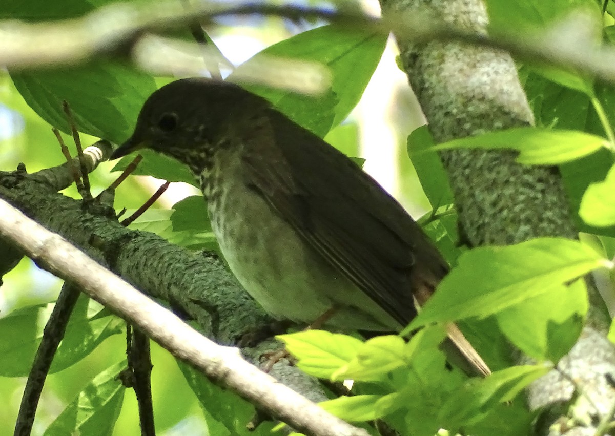 Gray-cheeked Thrush - ML636625590