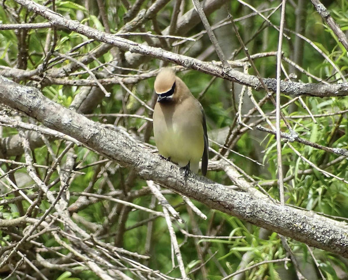 Cedar Waxwing - ML636625838