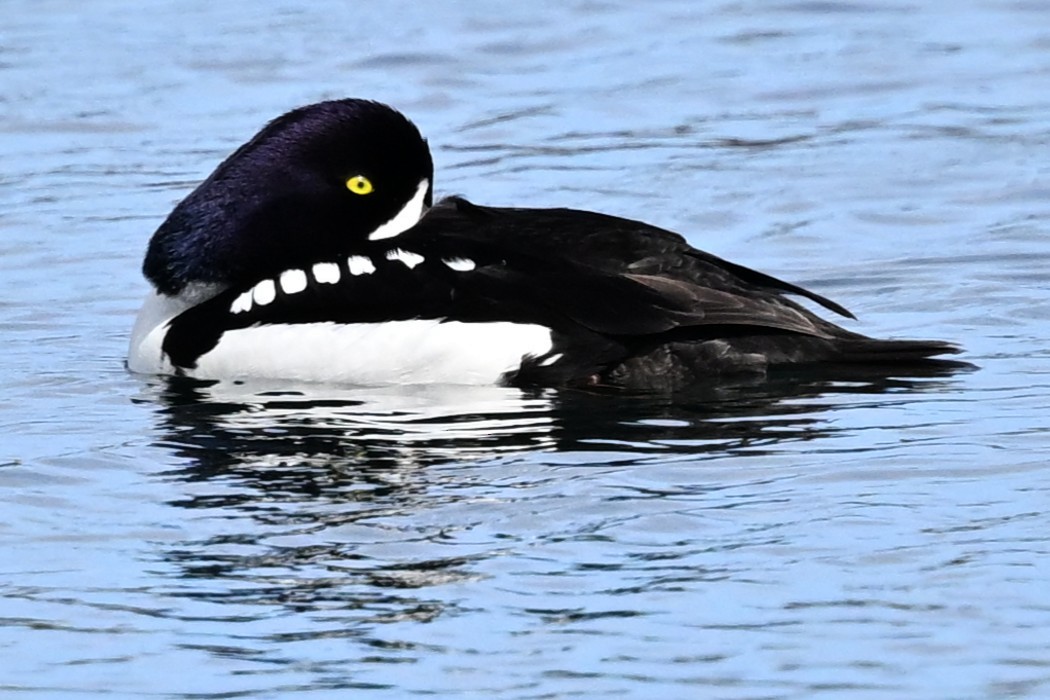 Barrow's Goldeneye - ML636625851