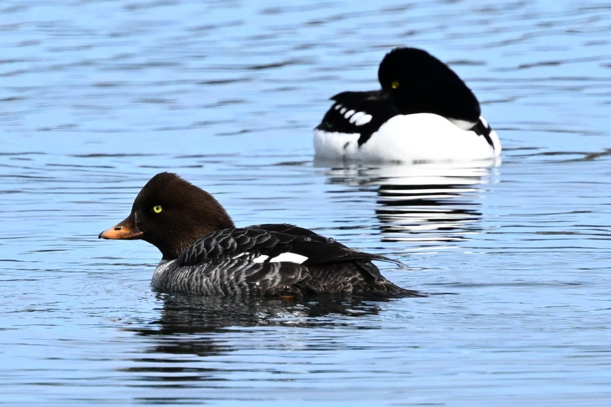 Barrow's Goldeneye - ML636625852