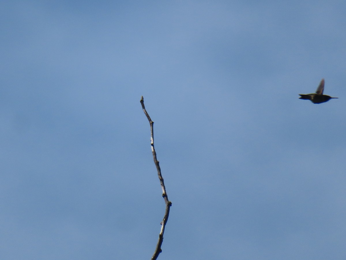 Ruby-throated Hummingbird - ML636625912