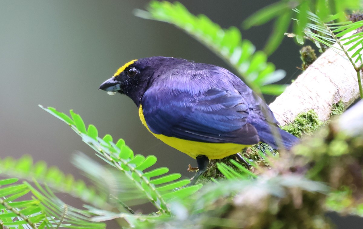 Spot-crowned Euphonia - ML636625953