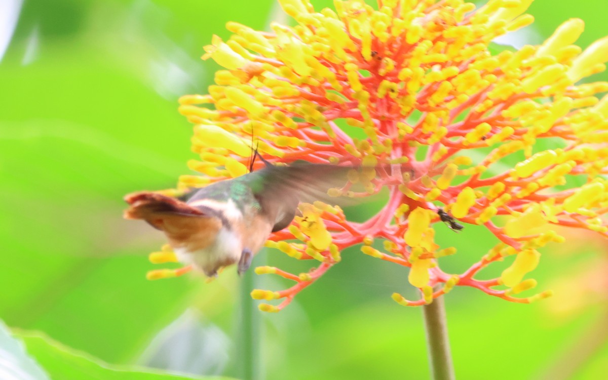 White-crested Coquette - ML636625974