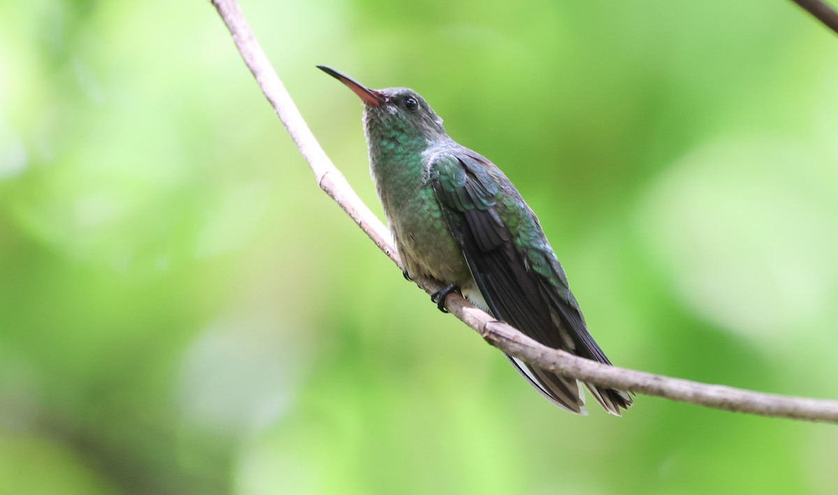 Scaly-breasted Hummingbird - ML636625982