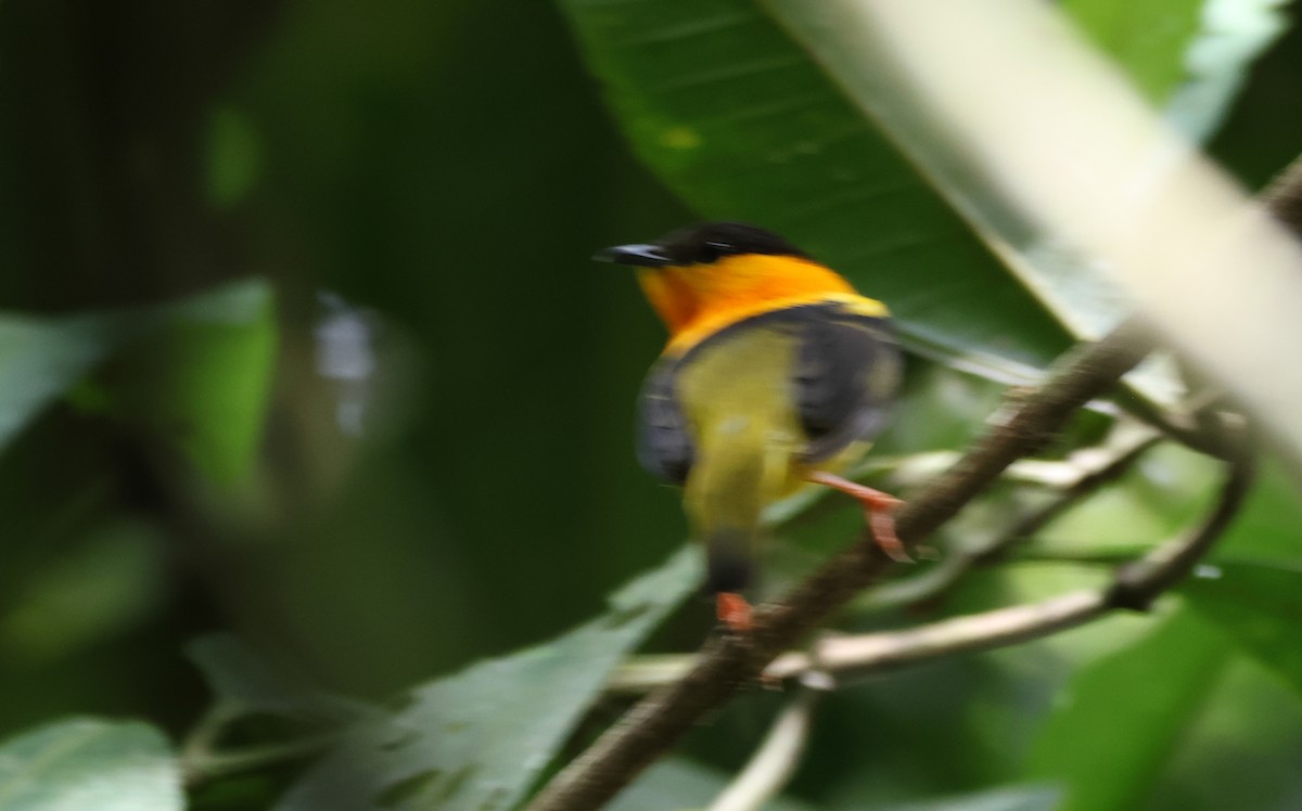 Orange-collared Manakin - ML636626004