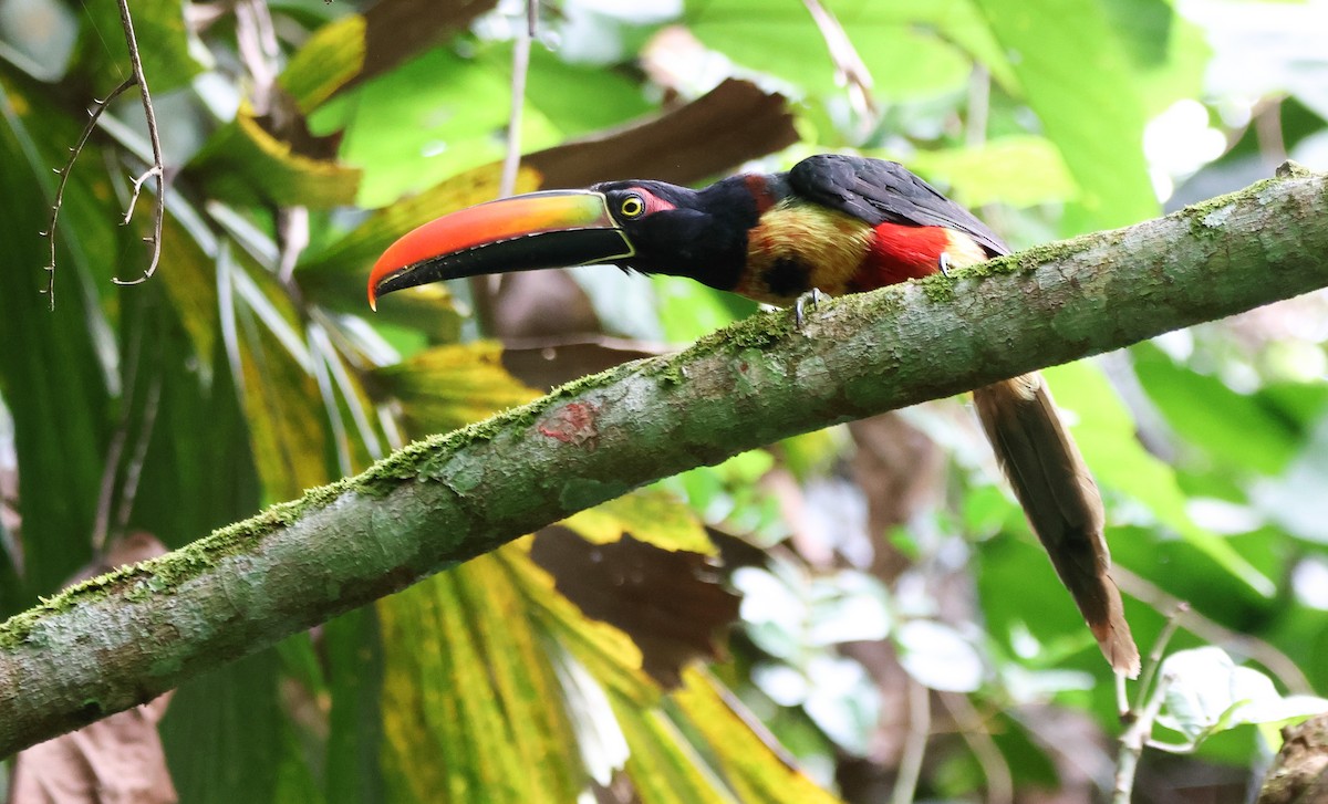 Fiery-billed Aracari - ML636626008