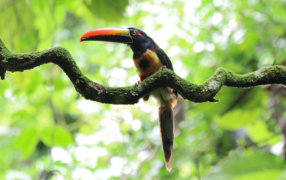Fiery-billed Aracari - ML636626012