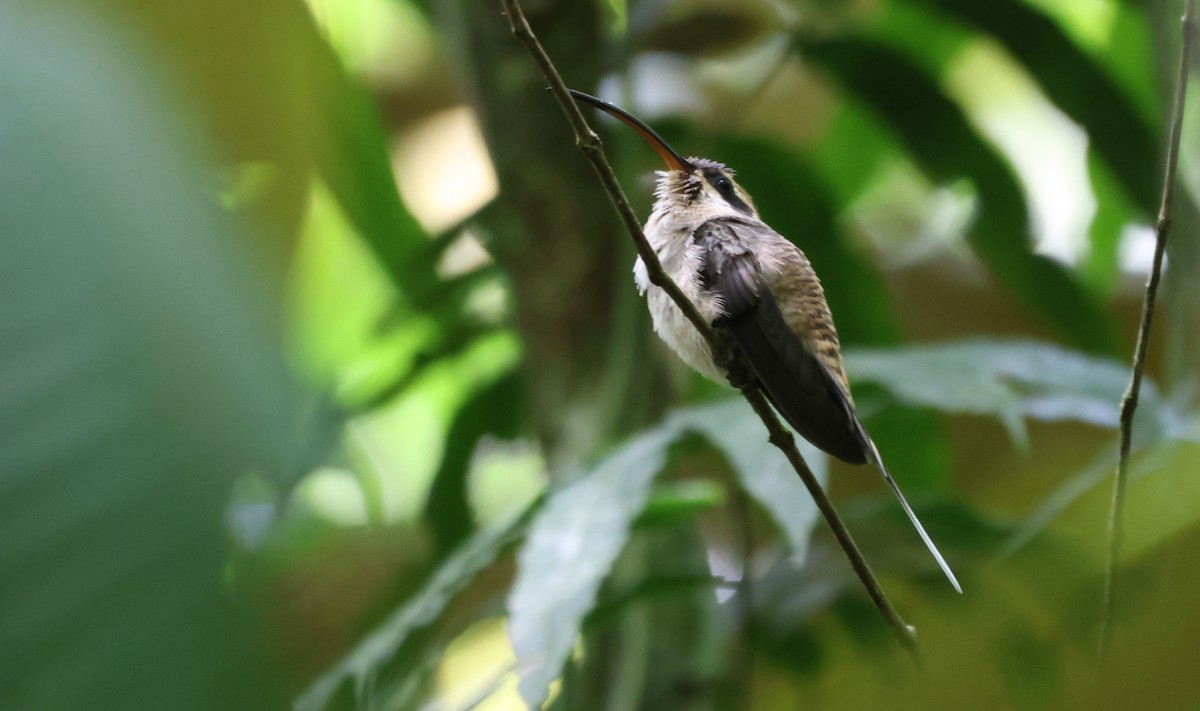 Long-billed Hermit - ML636626045