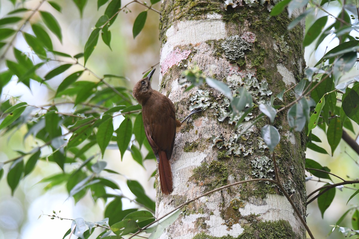 Plain-brown Woodcreeper - ML636626221