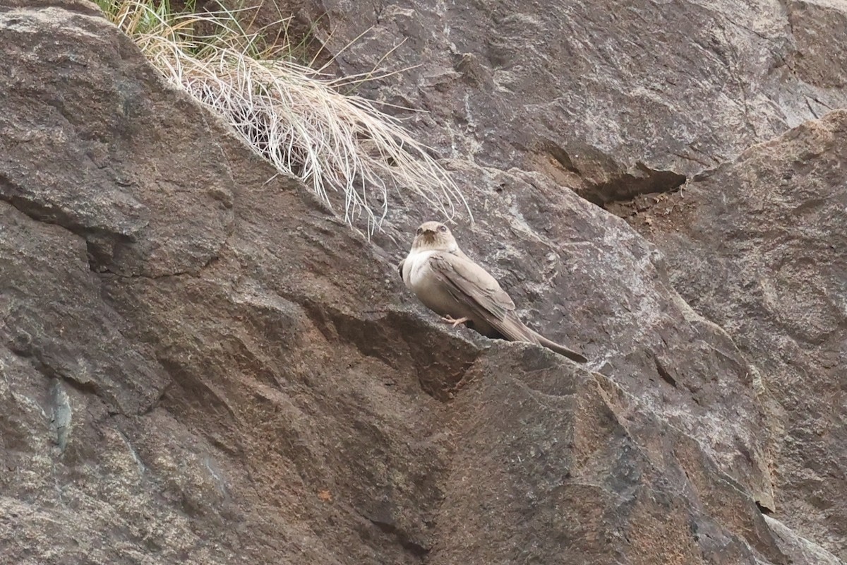 klippesvale - ML636626374