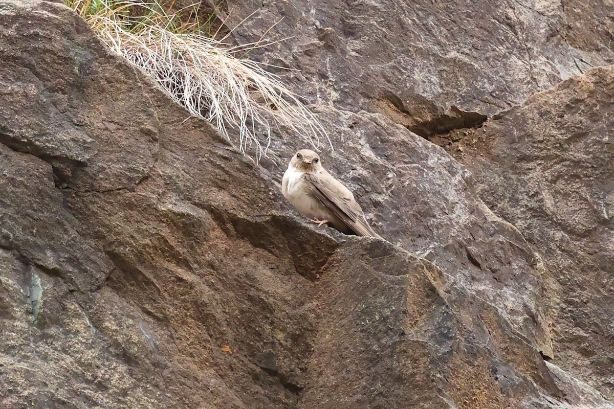 klippesvale - ML636626375