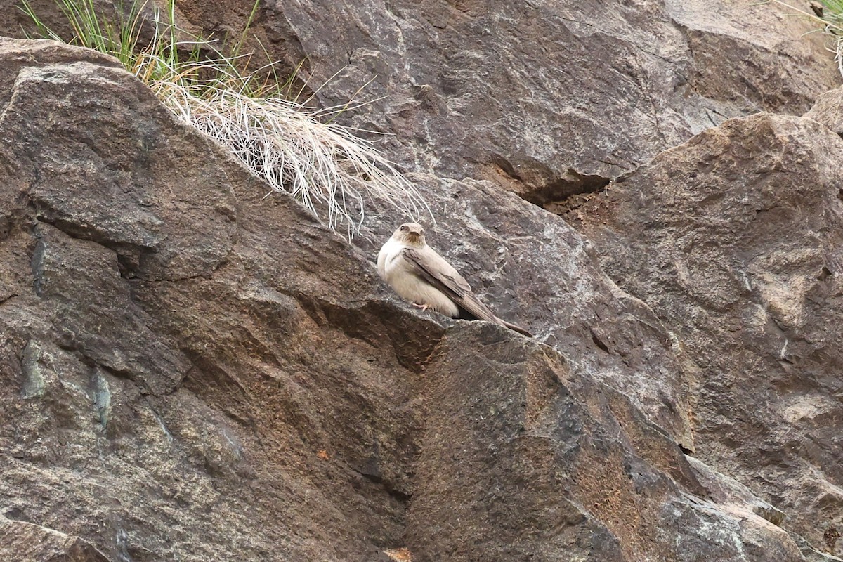 klippesvale - ML636626376