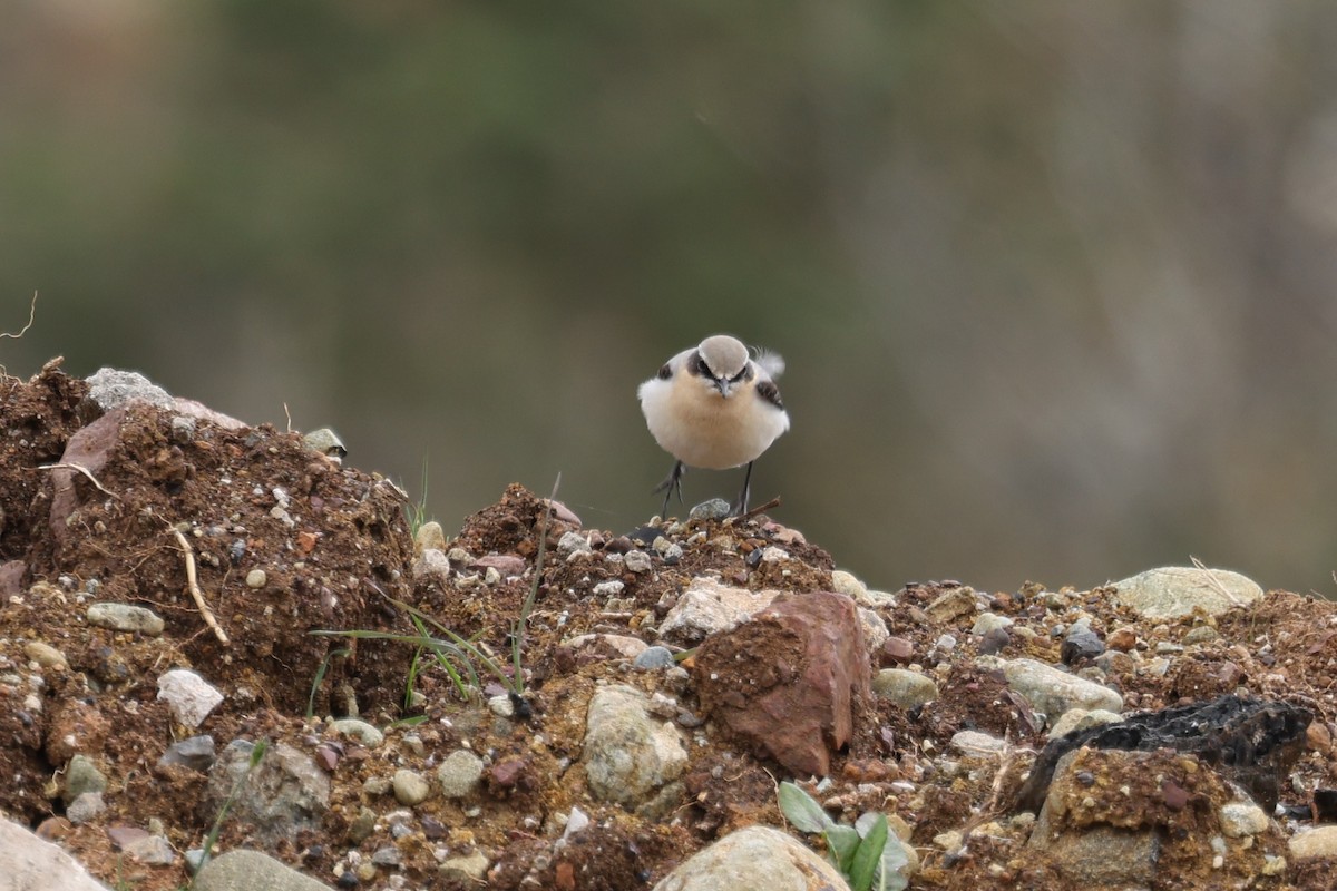 steinskvett - ML636626417