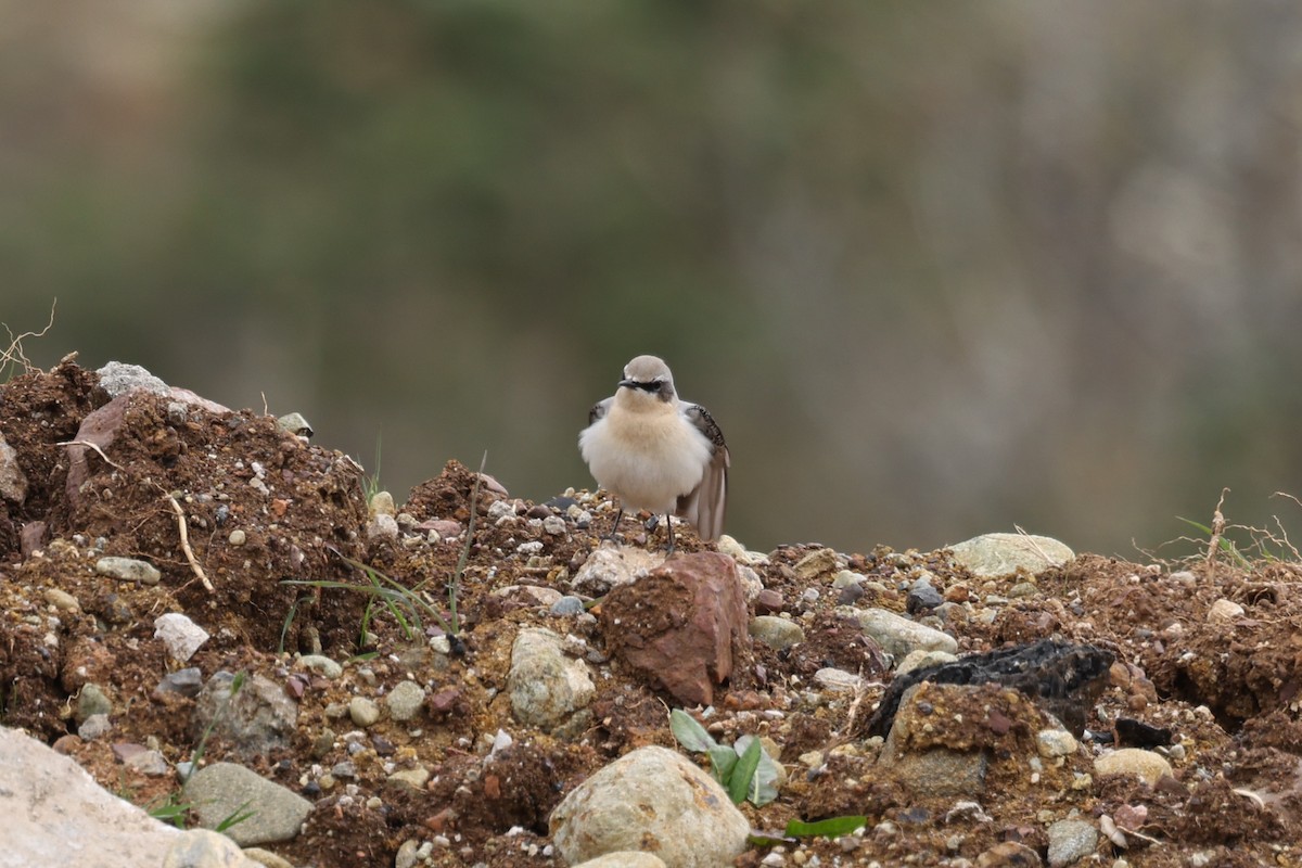 steinskvett - ML636626420