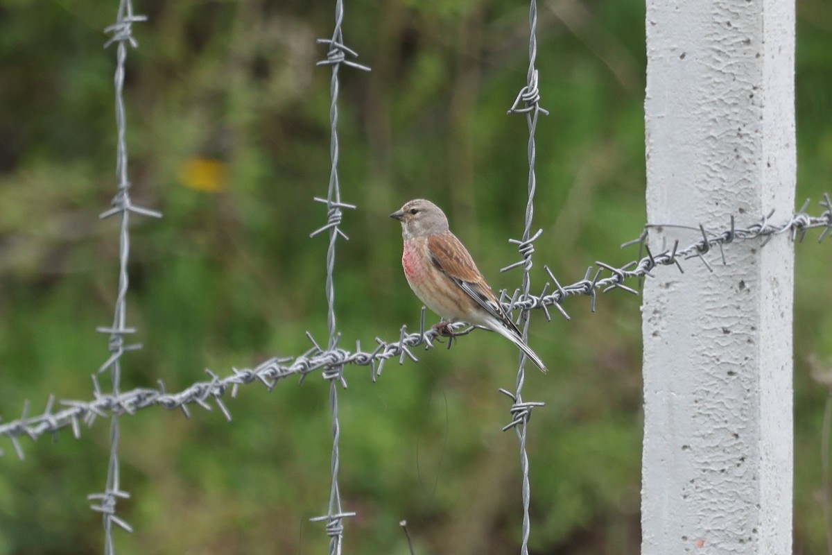 tornirisk - ML636626437