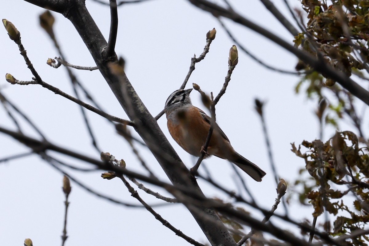 klippespurv - ML636626465