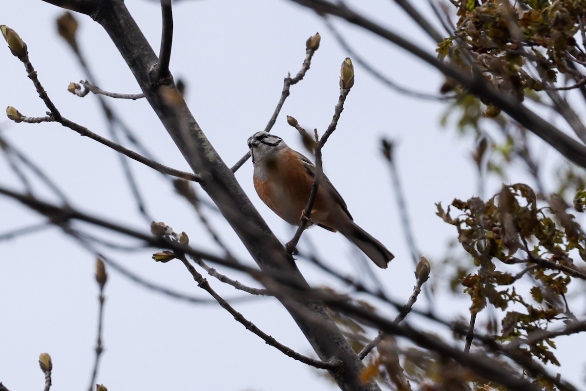 klippespurv - ML636626467