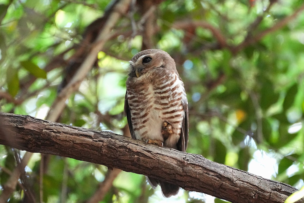 White-browed Owl - ML636626472