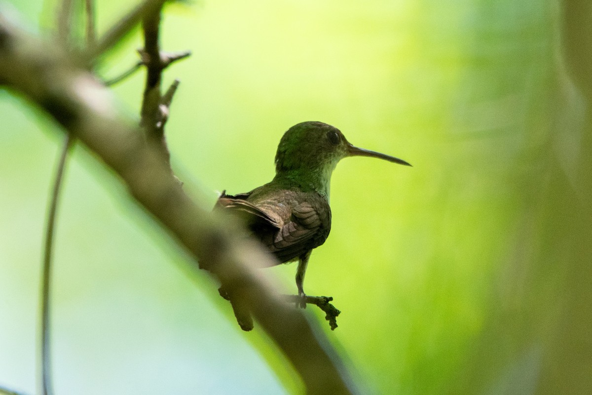 White-bellied Emerald - ML636626480
