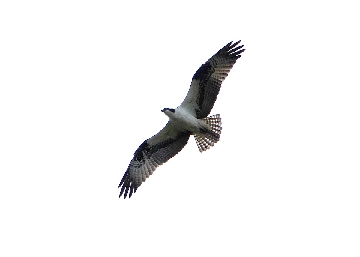 Osprey - ML636626498