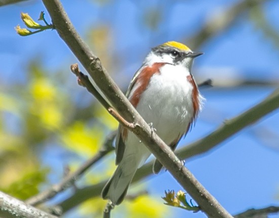 Chestnut-sided Warbler - ML636626528