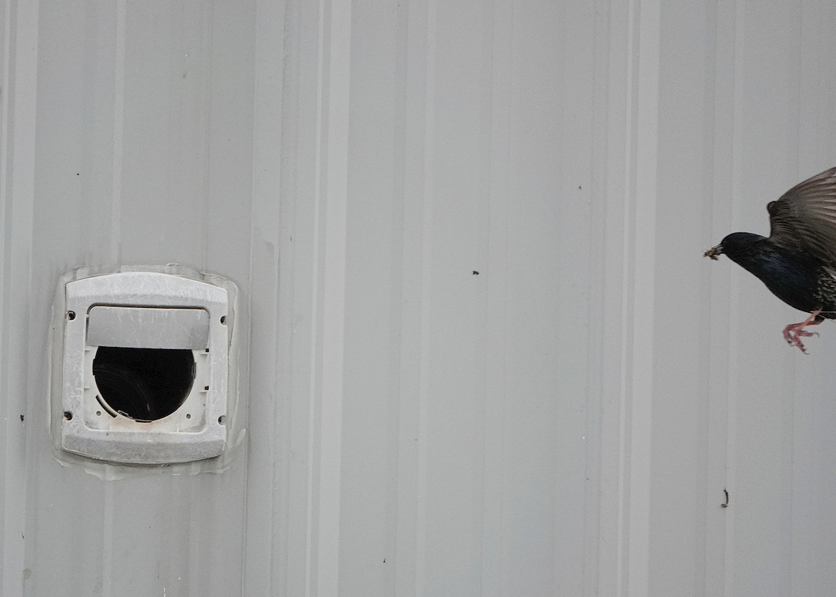 European Starling - ML636626529