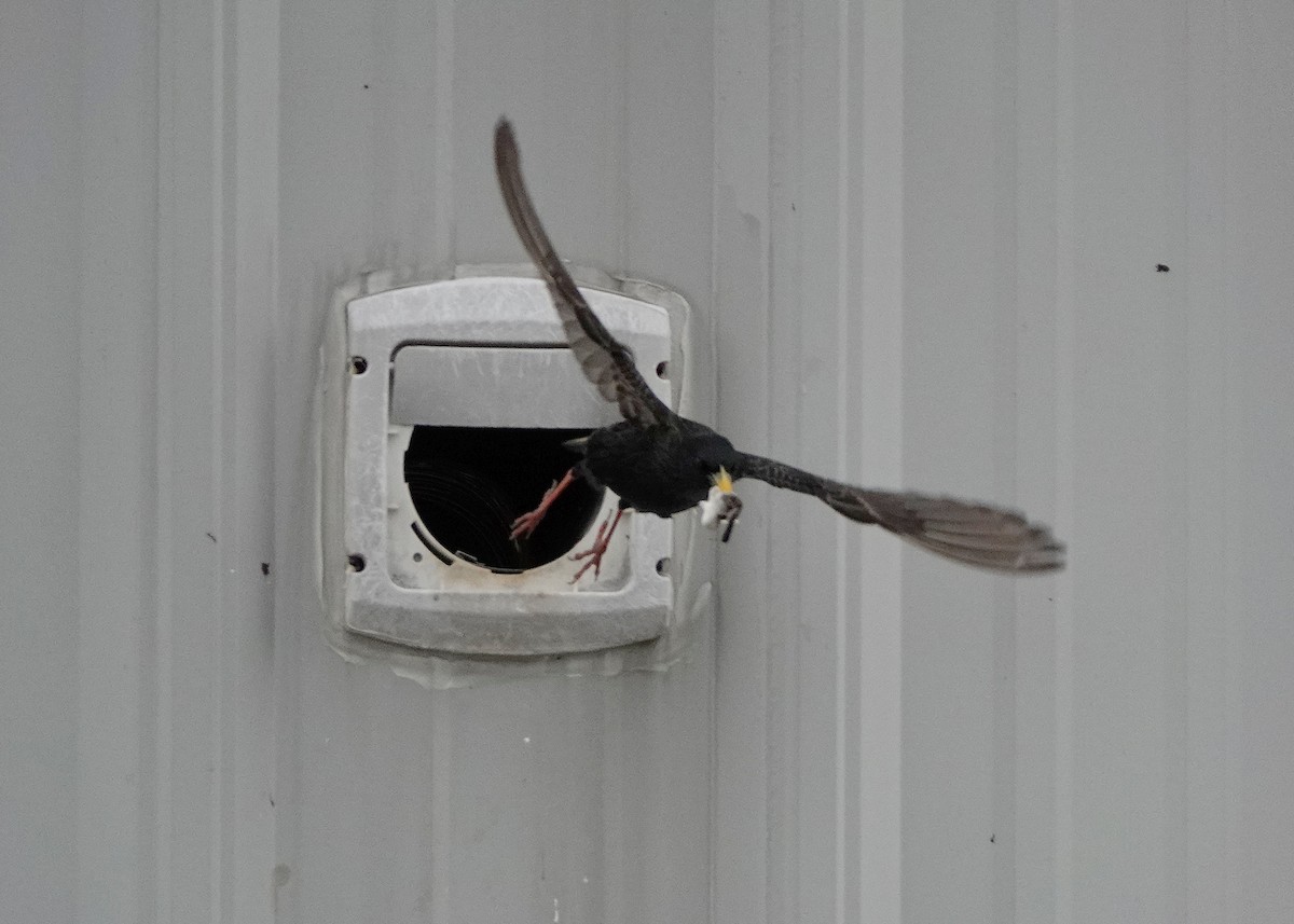 European Starling - ML636626545