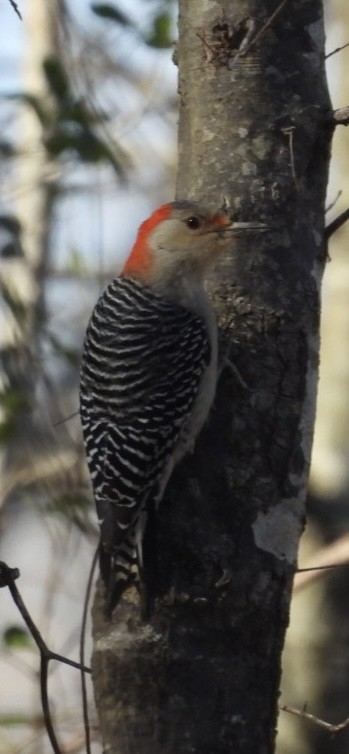 Red-bellied Woodpecker - ML636626547