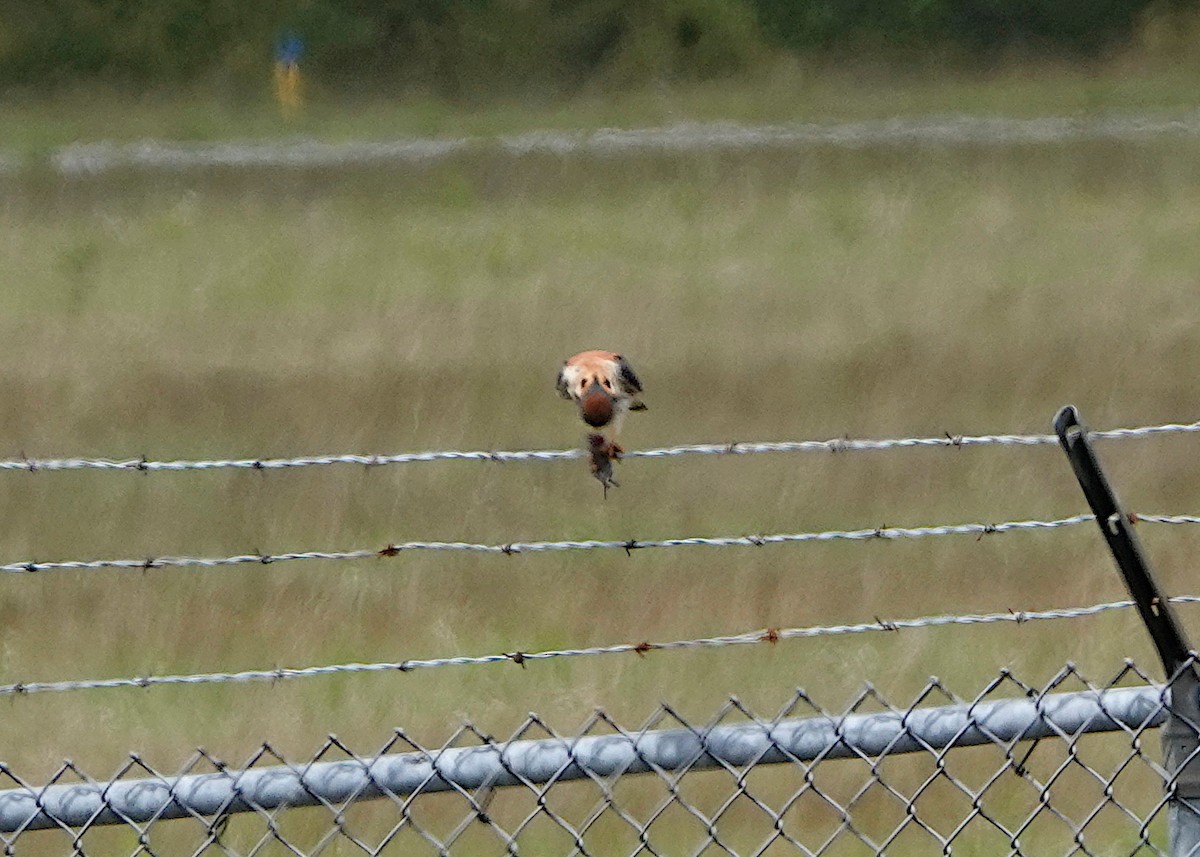 American Kestrel - ML636626573