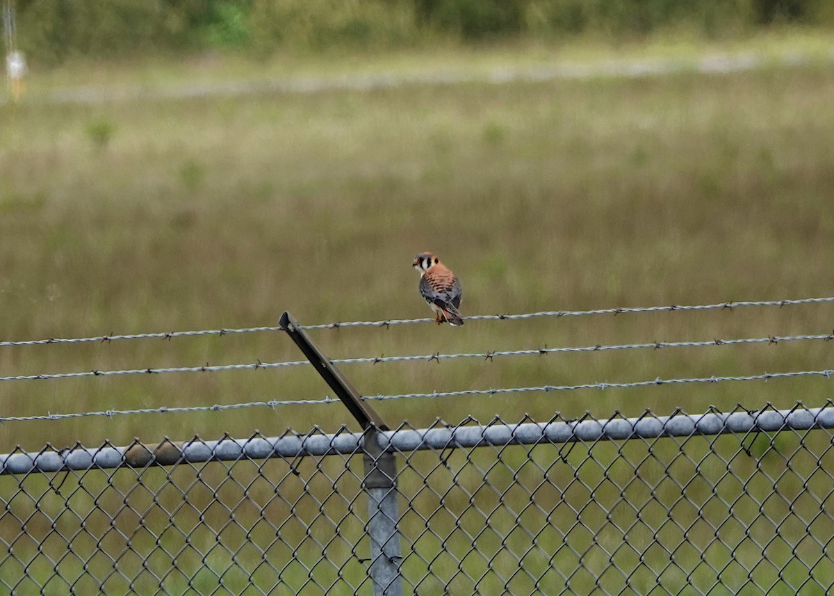 American Kestrel - ML636626580