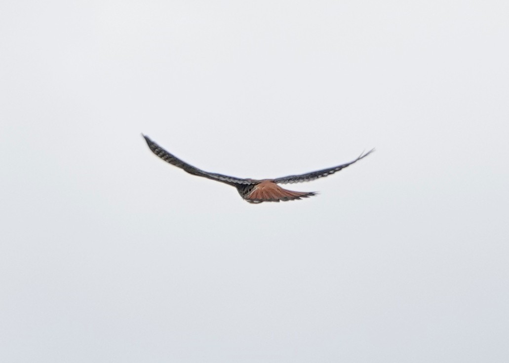 American Kestrel - ML636626583