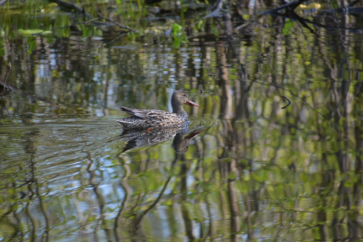 Northern Shoveler - ML636626636