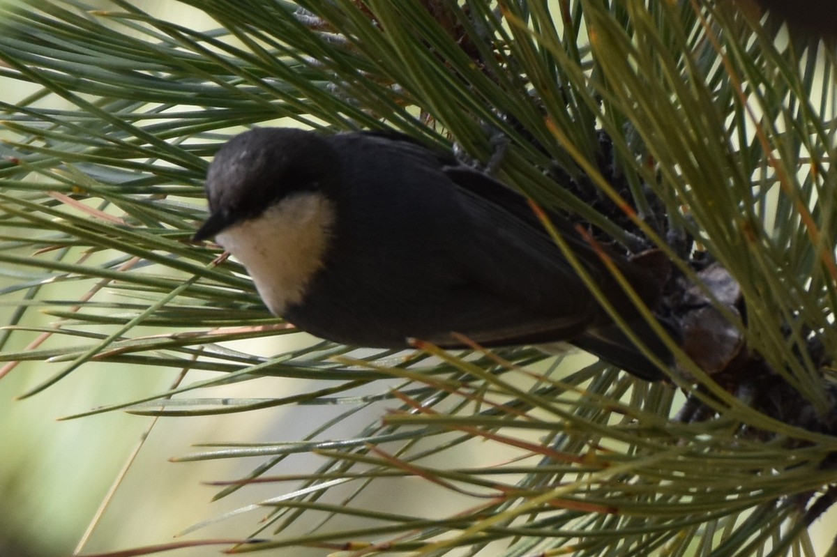 Pygmy Nuthatch - ML636626762