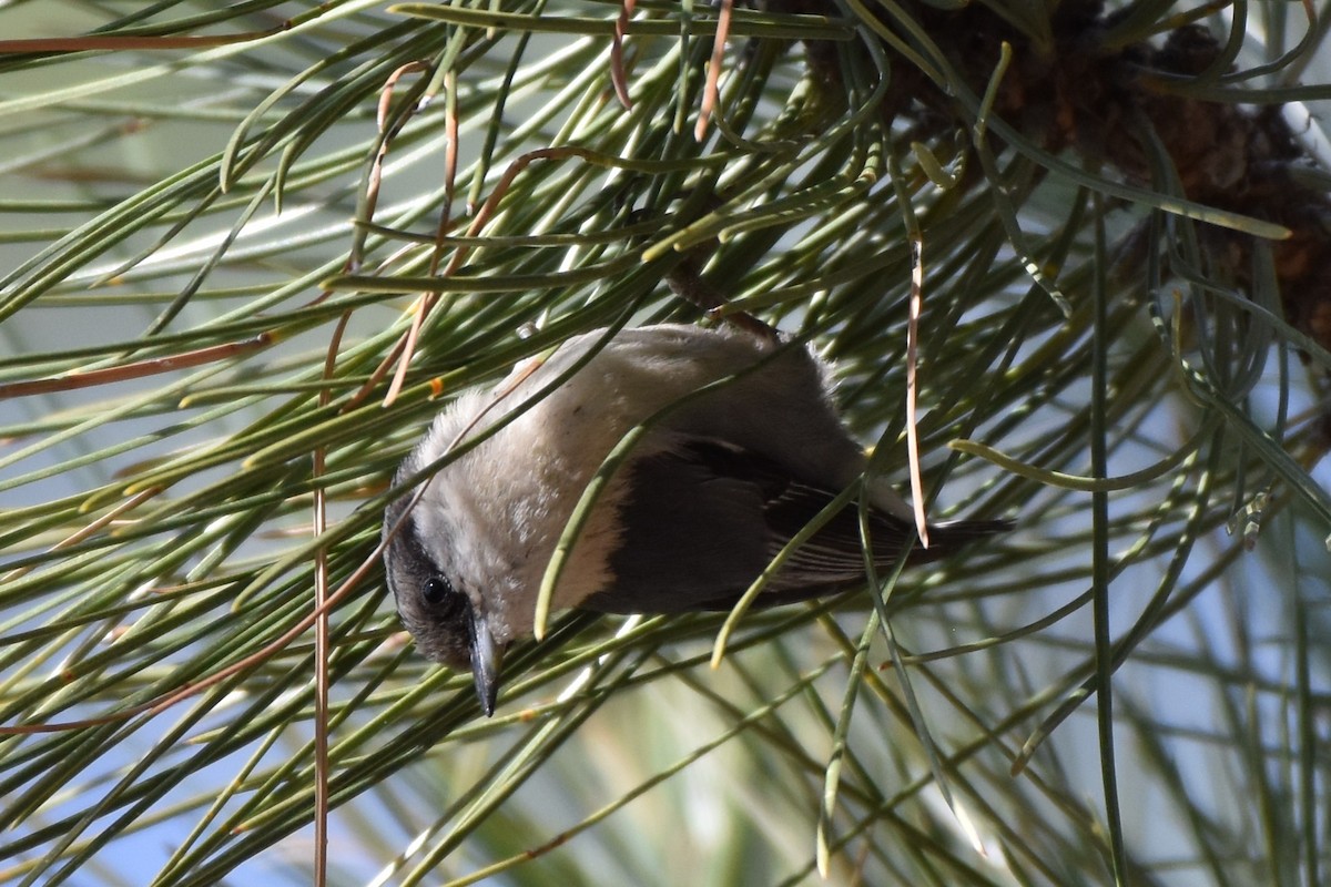 Pygmy Nuthatch - ML636626763