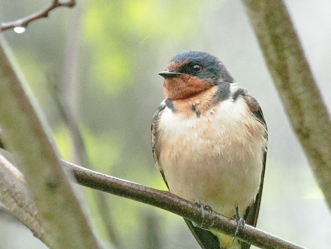 Barn Swallow - ML636626797