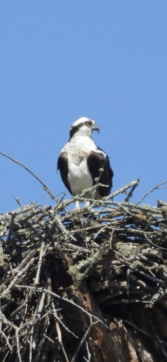 Osprey - ML636626807
