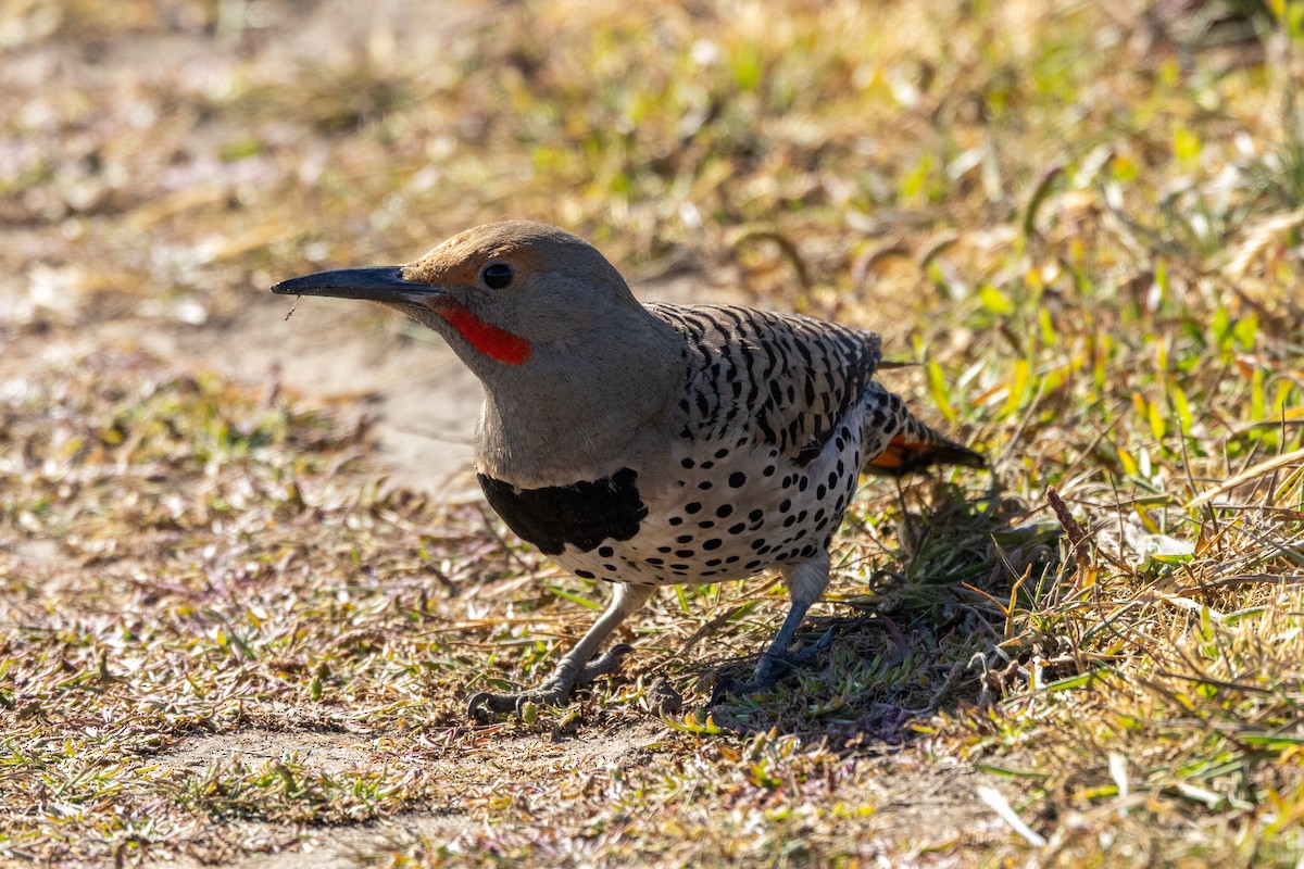 Northern Flicker - ML636626810