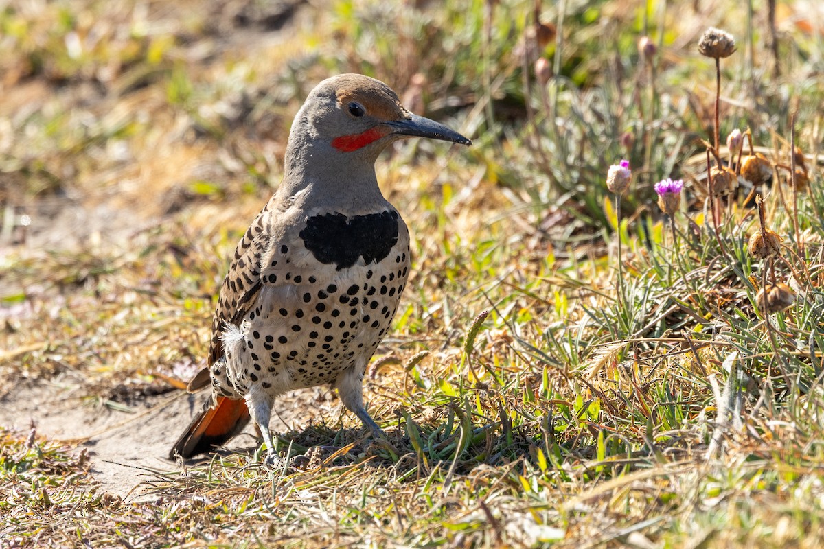 Northern Flicker - ML636626811