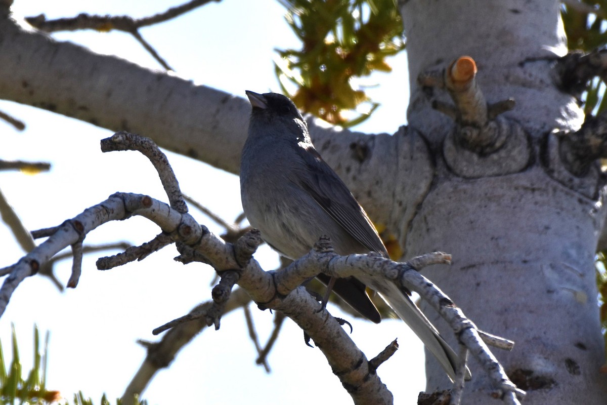 Dark-eyed Junco - ML636626820