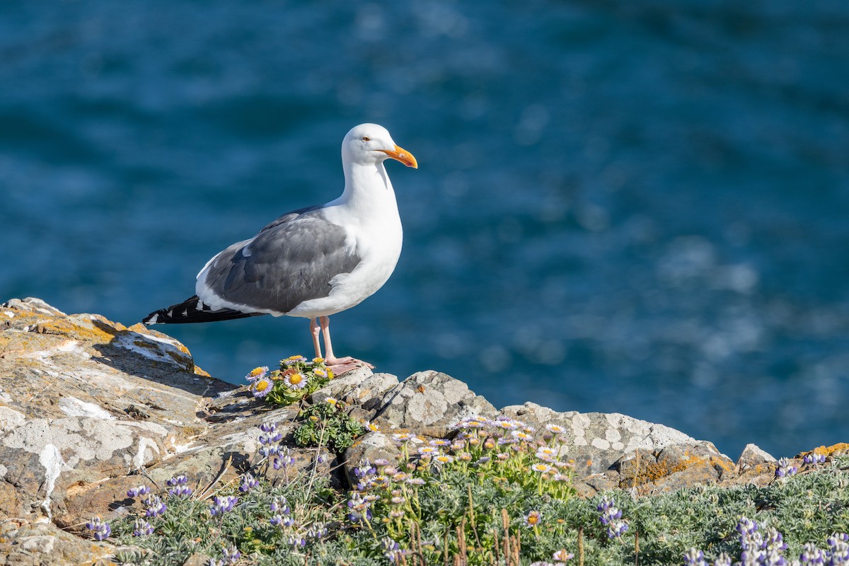 Western Gull - ML636626823