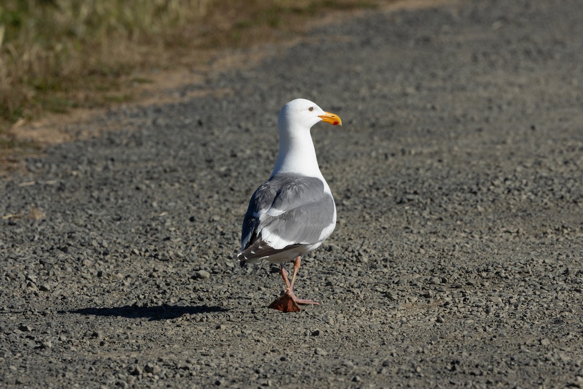 Western Gull - ML636626824