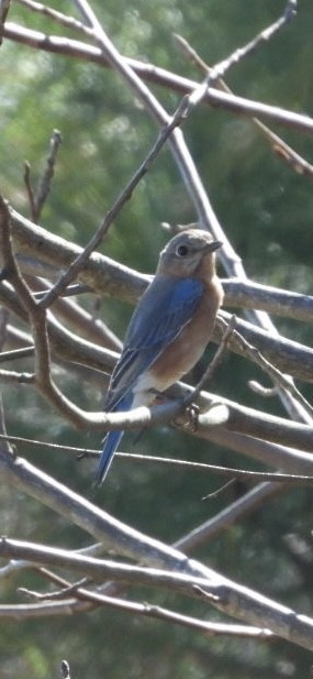 Eastern Bluebird - ML636626838